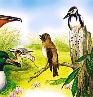 Птицы в куче