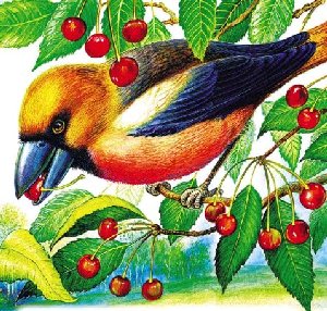 Птичка Дубонос клюет ягоды
