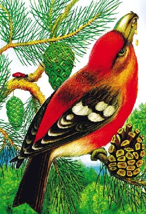 Птичка Клест-Крестонос достал семечко из еловой шишки