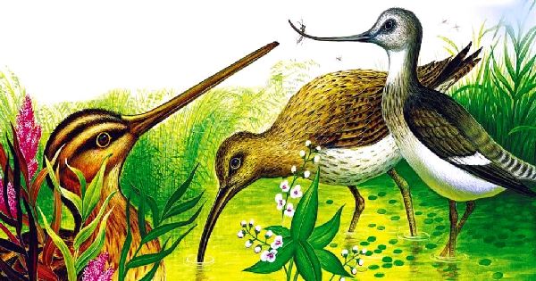 Мухолов и увидал перед собой Шилоноса и Кроншнеп-Серпоноса