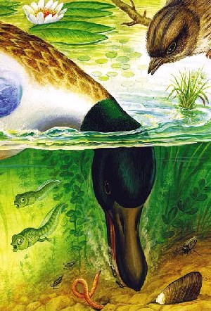 Широконос кувыркнулся головой в лужу