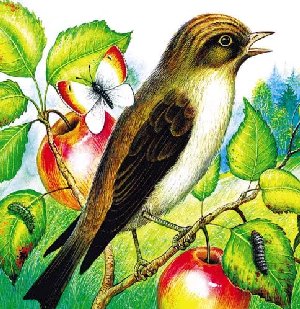 Козодой-Сетконос сидит на ветке