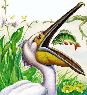 Пеликан-Мешконос поднял свой нос