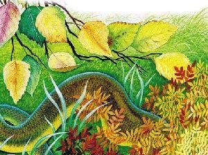 Ящерица Медянка вылезла из-под дерева