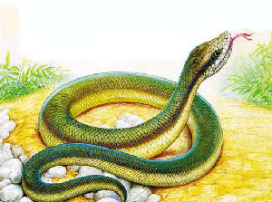 Ящерица Медянка