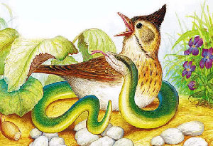 Жаворонок лег рядом с Медянкой