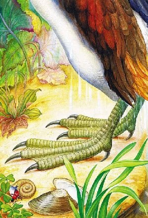 Ноги водяной птицы Чомга-Нырец