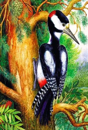 Кто чем поет?&nbsp;— Бианки В.В.