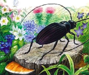 Кто чем поет?&nbsp;— Бианки В.В.