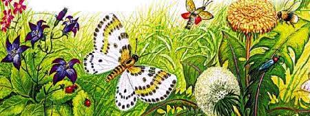 Первая охота&nbsp;— Бианки В.В.