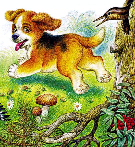 Первая охота&nbsp;— Бианки В.В.