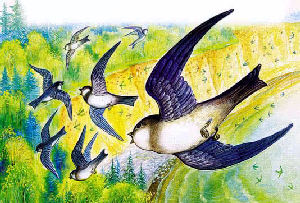 Лесные домишки&nbsp;— Бианки В.В.