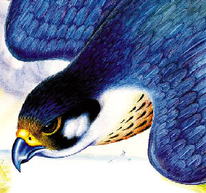 Лесные домишки&nbsp;— Бианки В.В.