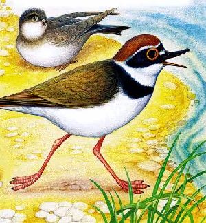 Лесные домишки&nbsp;— Бианки В.В.