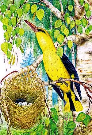 Лесные домишки&nbsp;— Бианки В.В.