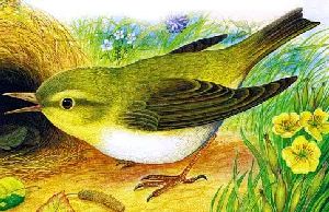 Лесные домишки&nbsp;— Бианки В.В.