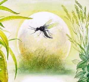 Росянка&nbsp;— комариная смерть&nbsp;— Бианки В.В.