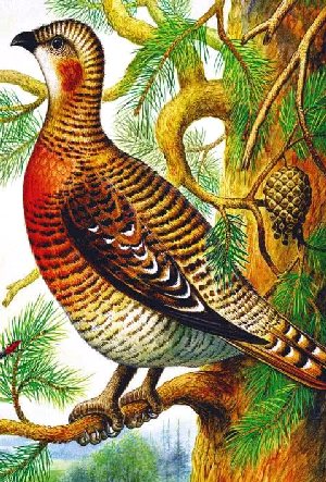 Росянка&nbsp;— комариная смерть&nbsp;— Бианки В.В.