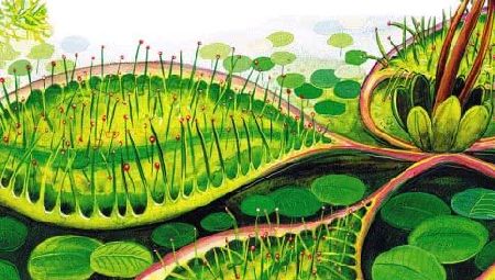 Росянка&nbsp;— комариная смерть&nbsp;— Бианки В.В.