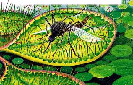 Росянка&nbsp;— комариная смерть&nbsp;— Бианки В.В.