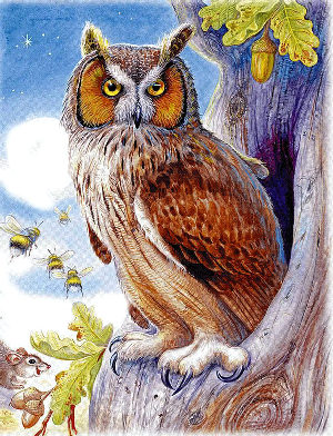 Сова&nbsp;— Бианки В.В.