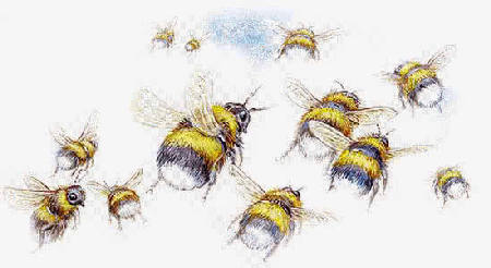 Сова&nbsp;— Бианки В.В.