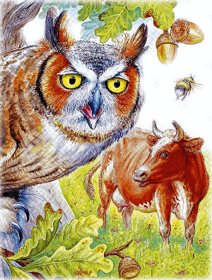 Сова&nbsp;— Бианки В.В.