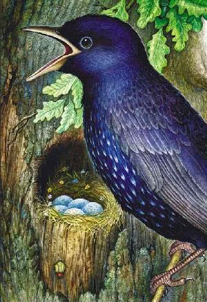 Теремок&nbsp;— Бианки В.В.