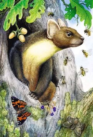 Теремок&nbsp;— Бианки В.В.